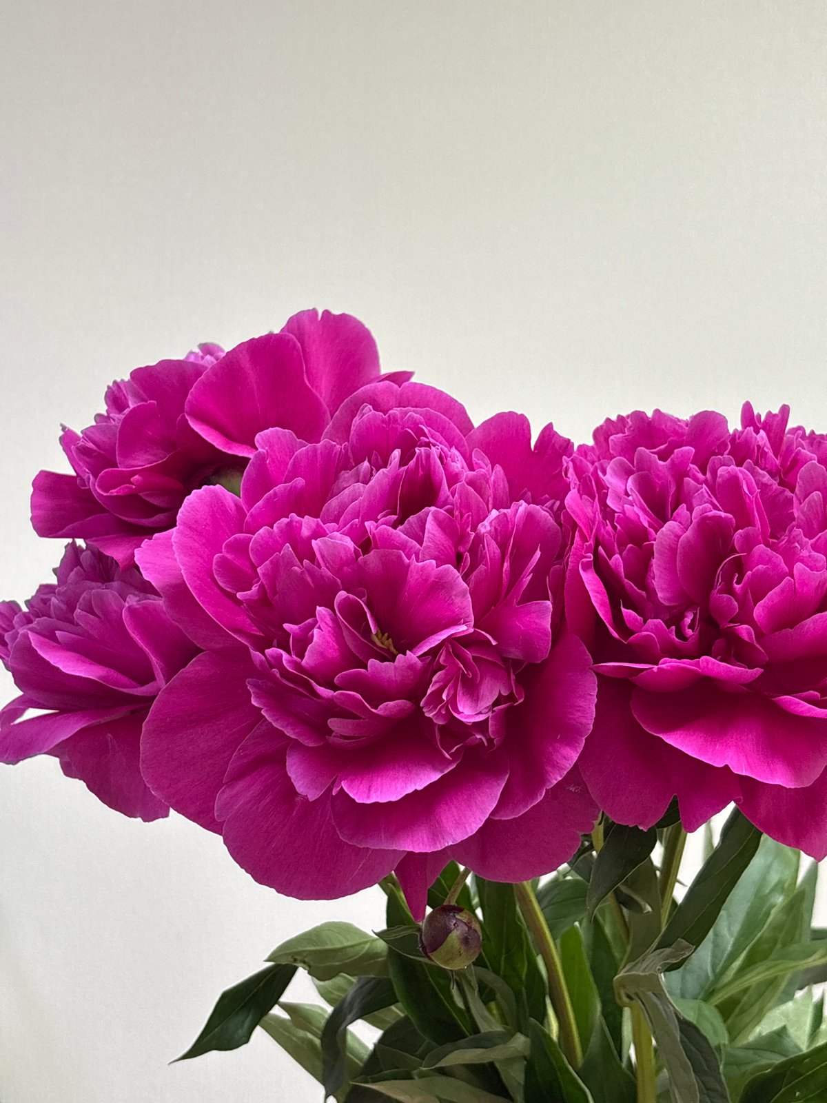 Pink peonies in various stages of bloom, Ust-Ilimsk