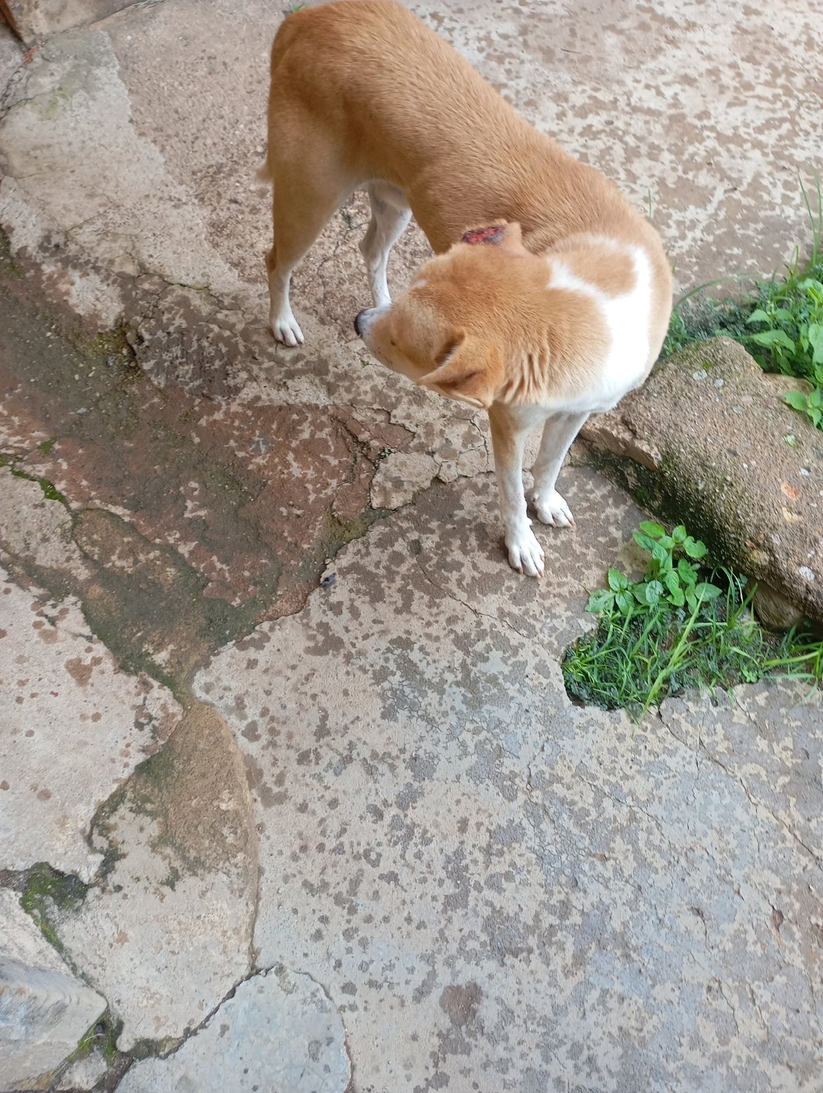 Neighborhood life around New Stadium Nigeria with injured dog