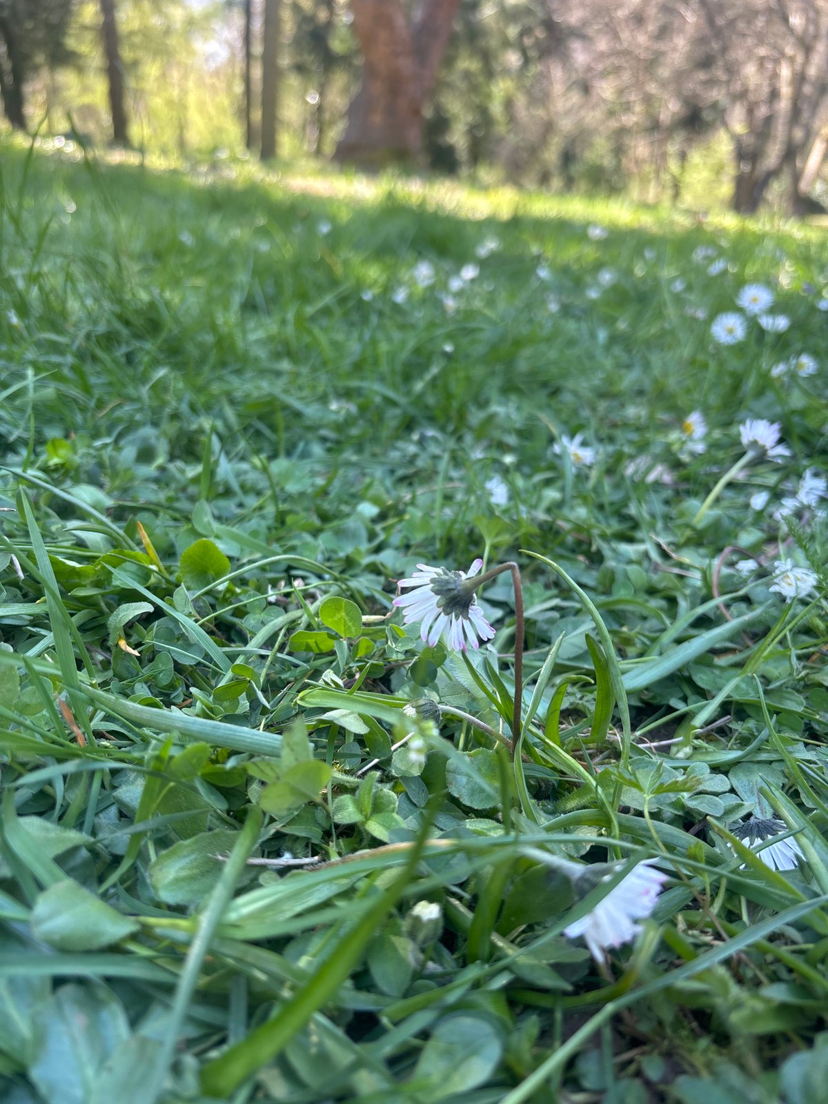 Spring daisies and park trees documented in Blagoevgrad