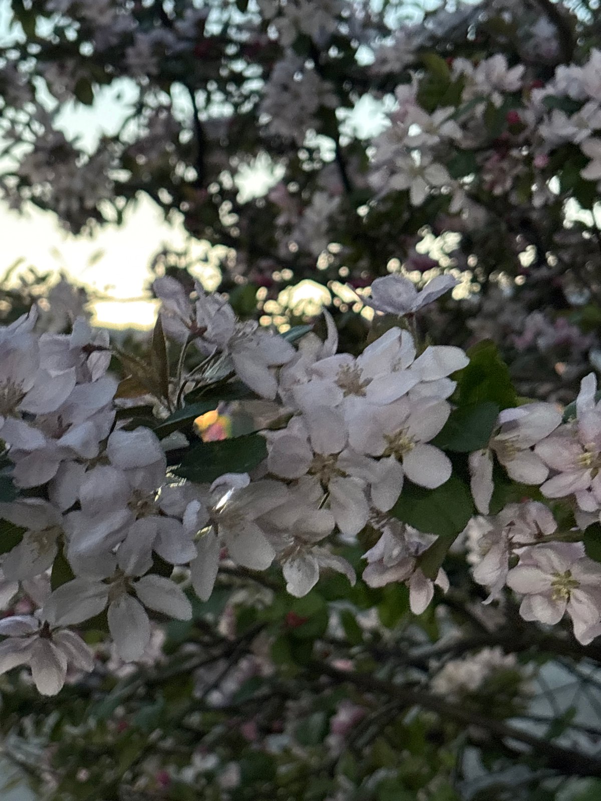 Spring blooms and selfies captured in Perm, Russia