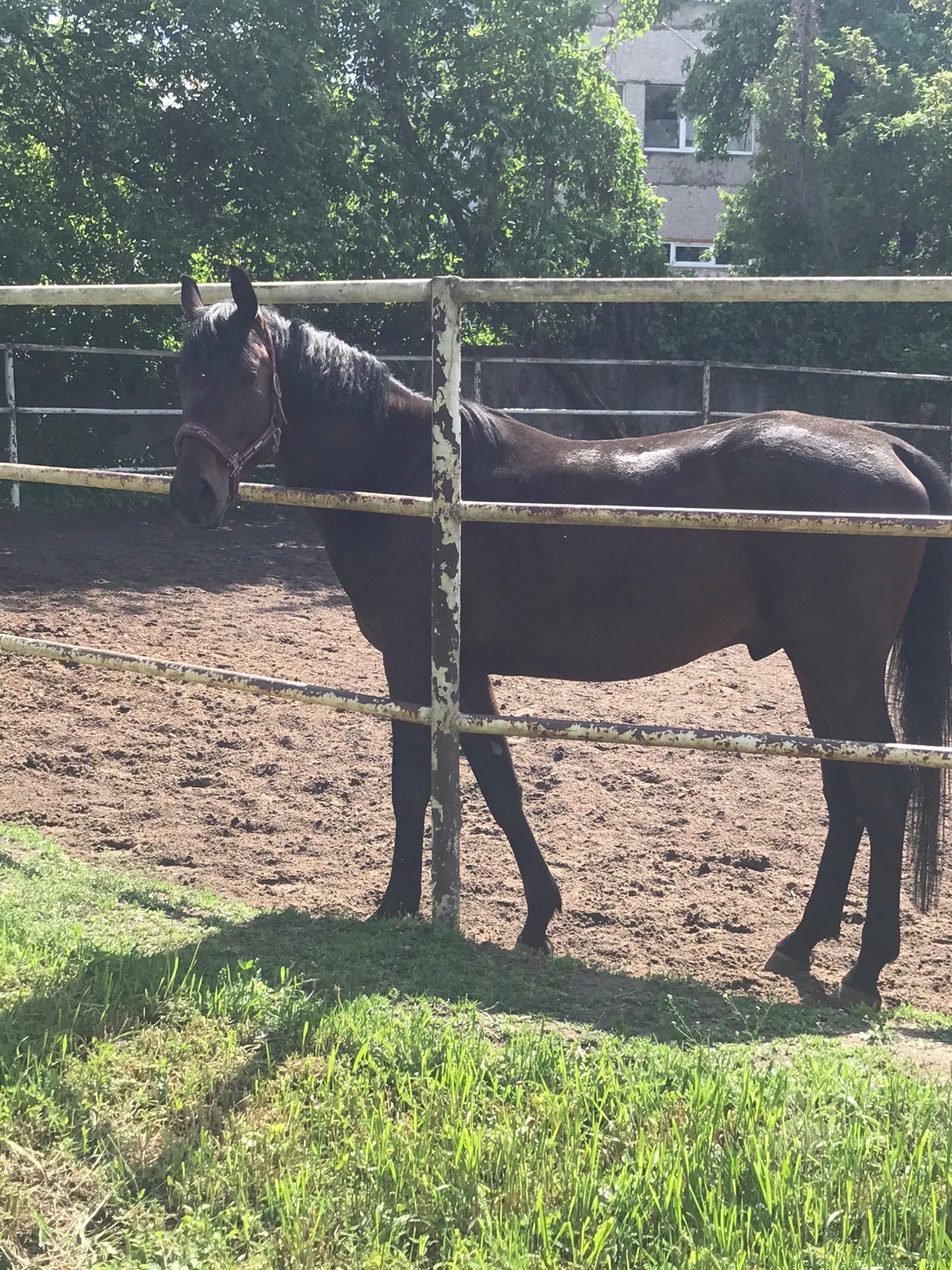 Woman tends to horse at Kharkiv stable facility