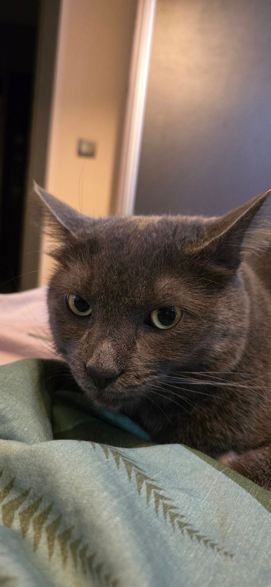 Gray cat chilling, yawning, and getting petted indoors in Vratsa