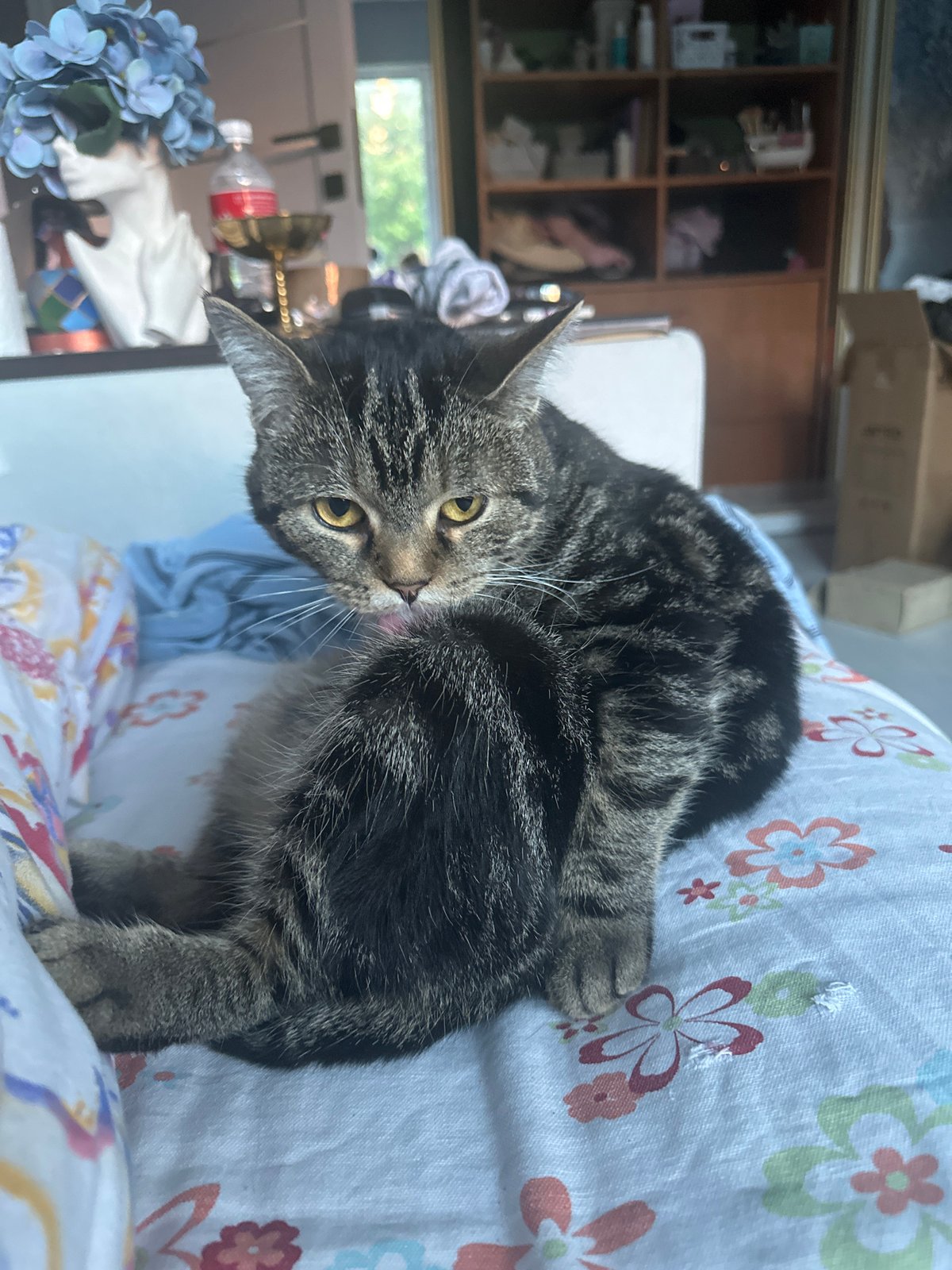 Tabby cat grooming captured in Stavropol home