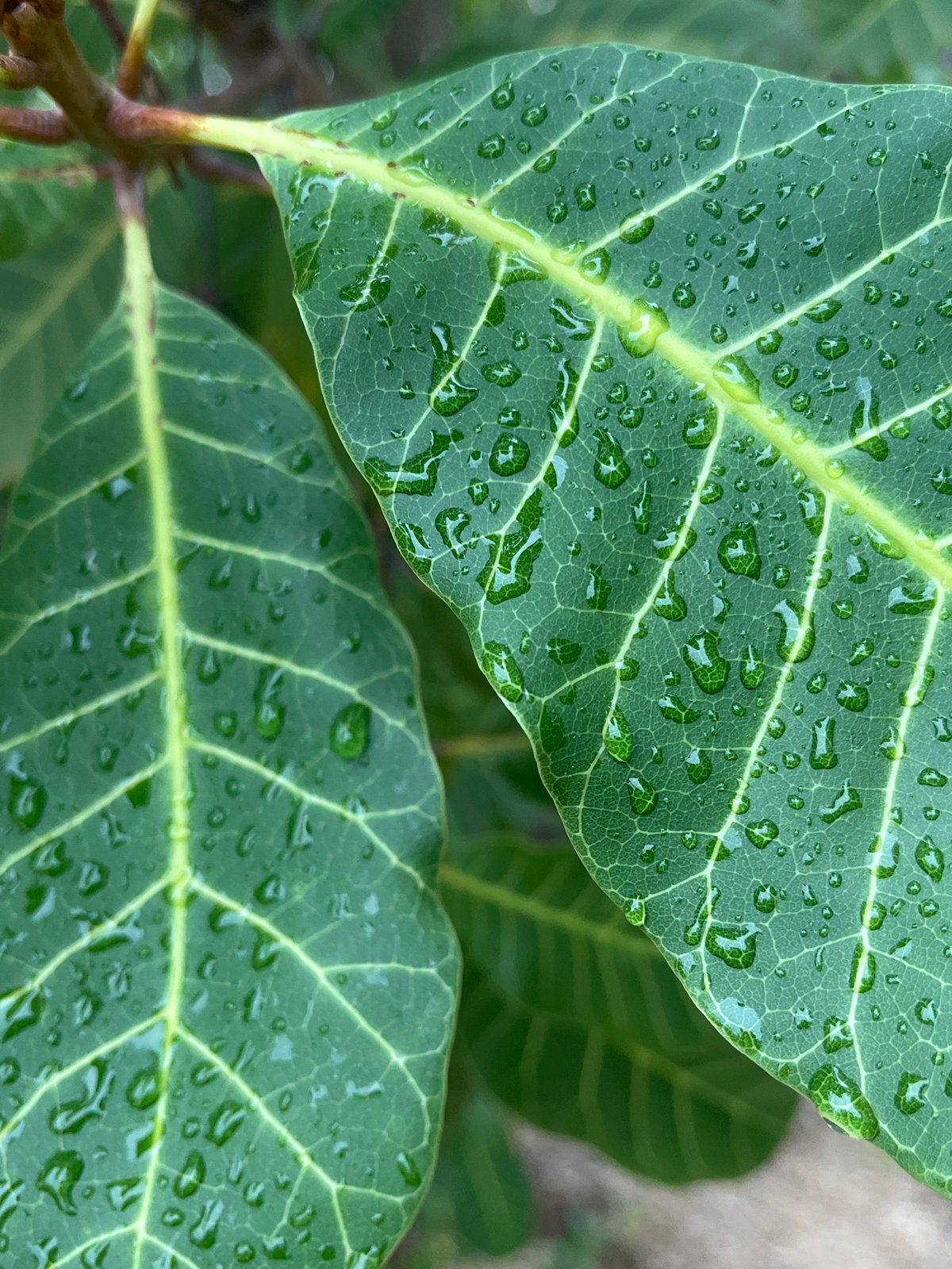 Post-rain nature documentation on Ko Pha Ngan island captured