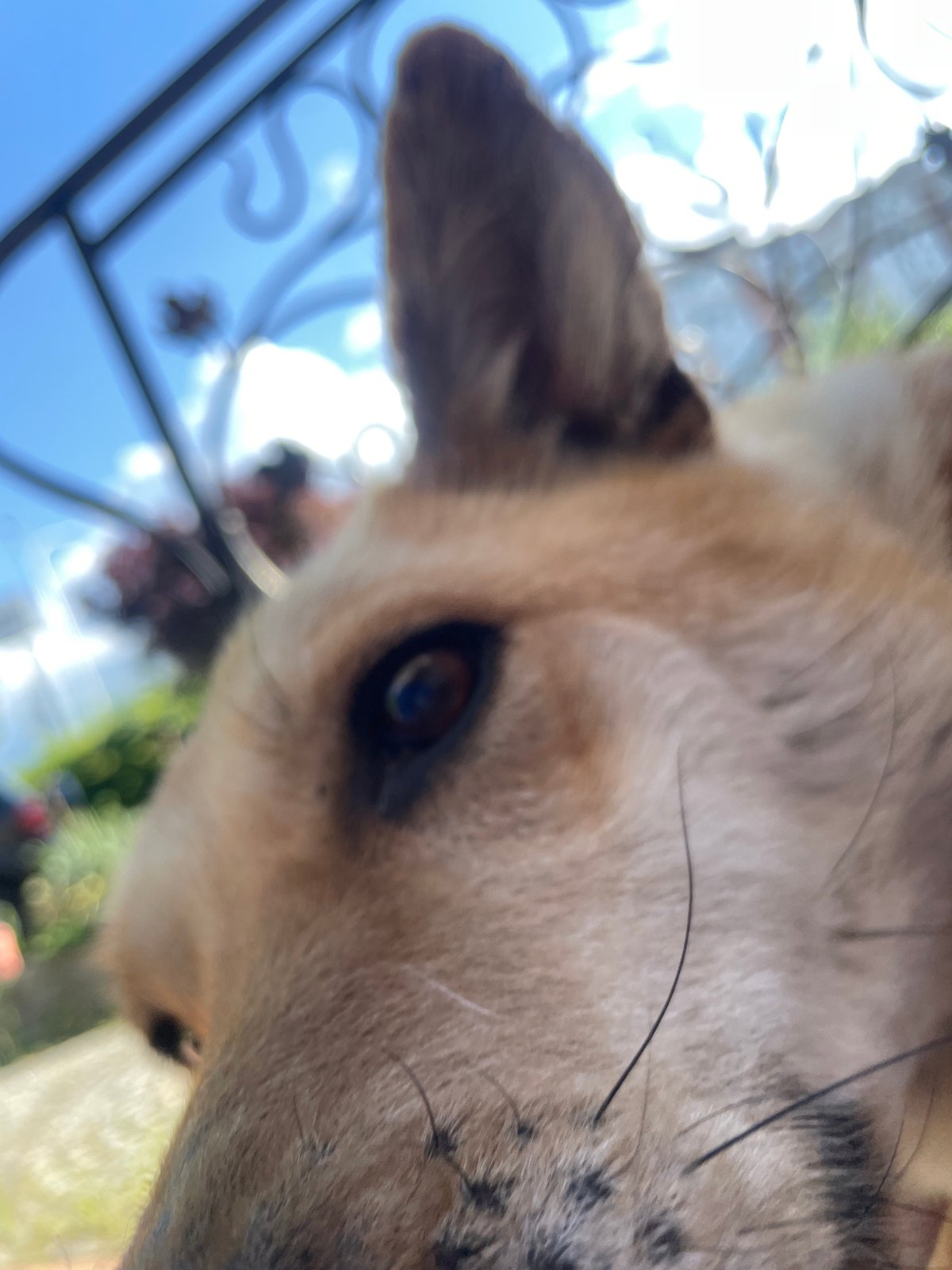 Dog day out: a garden explored up close