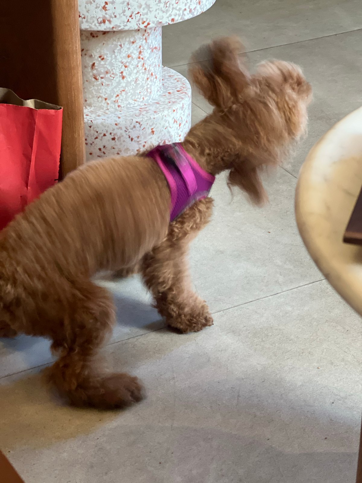 Barcelona afternoon: dog, selfies, coffee shop, and street scenes