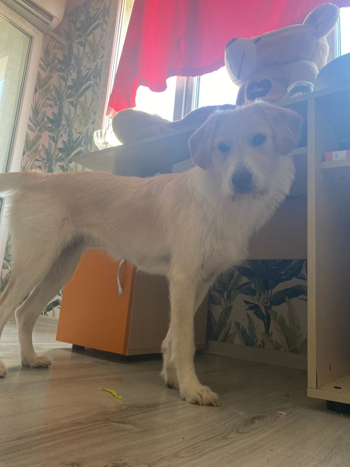 Guinea pig's first birthday and a lazy afternoon at home in Blagoevgrad