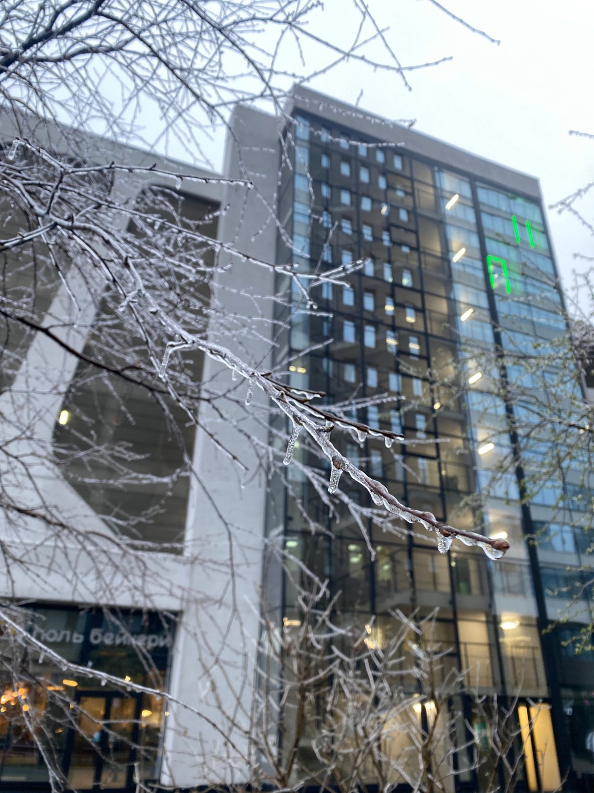 Ice storm coats Yekaterinburg trees in thick frozen layer