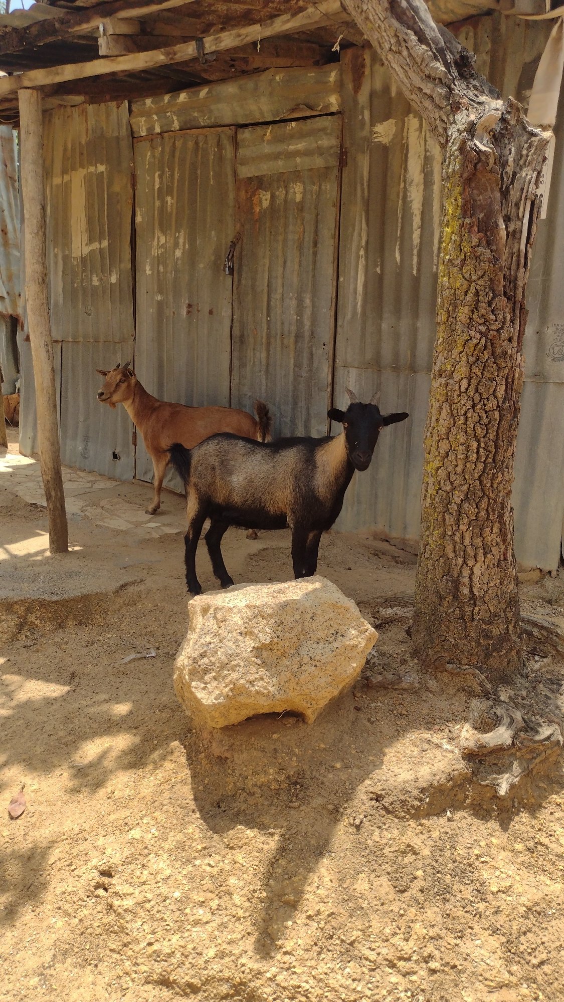 Ordinary animal activity observed in Jos neighborhood development area