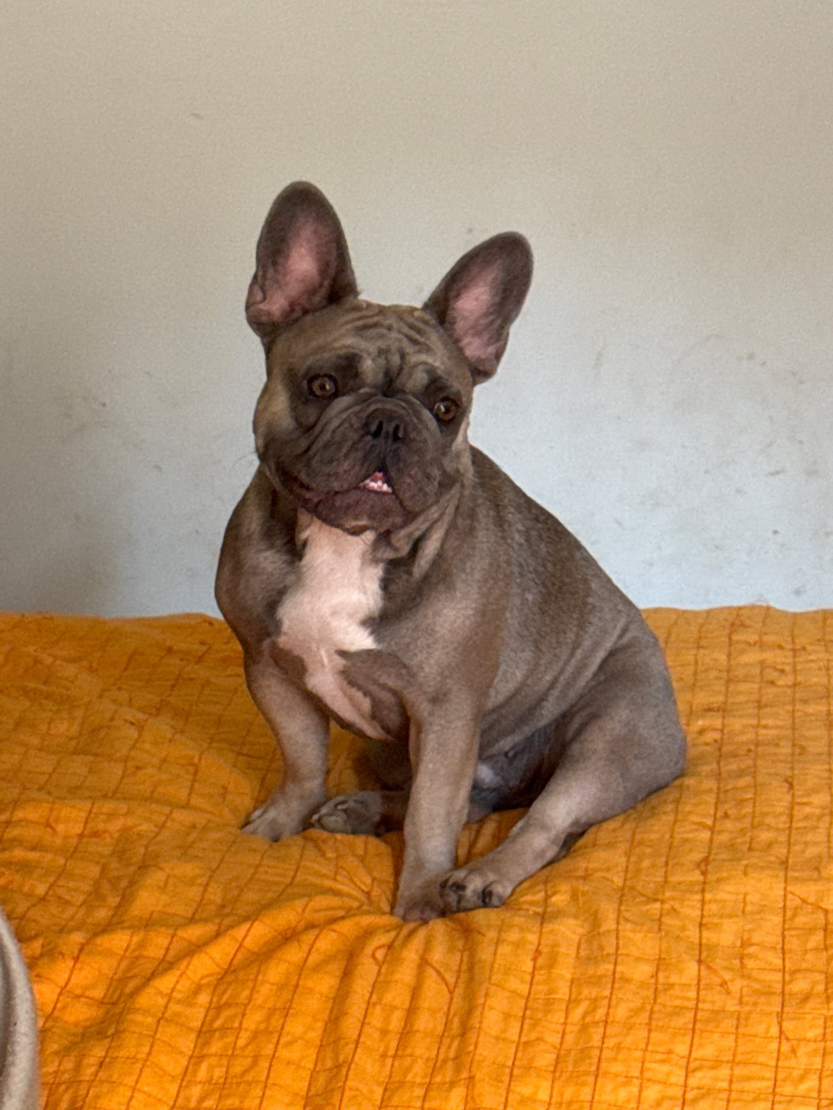 French Bulldogs at home in San Benedetto del Tronto, Italy