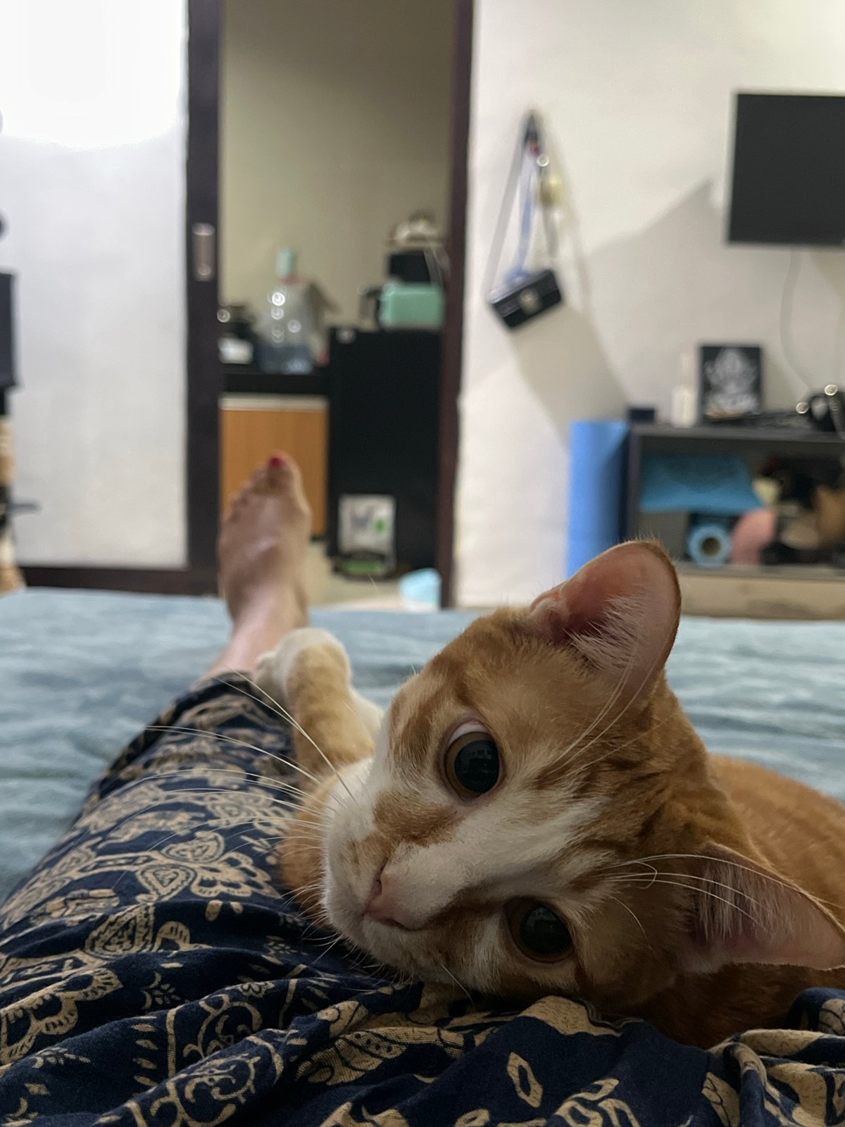 Cat cuddles with owner on bed in Kuta Selatan