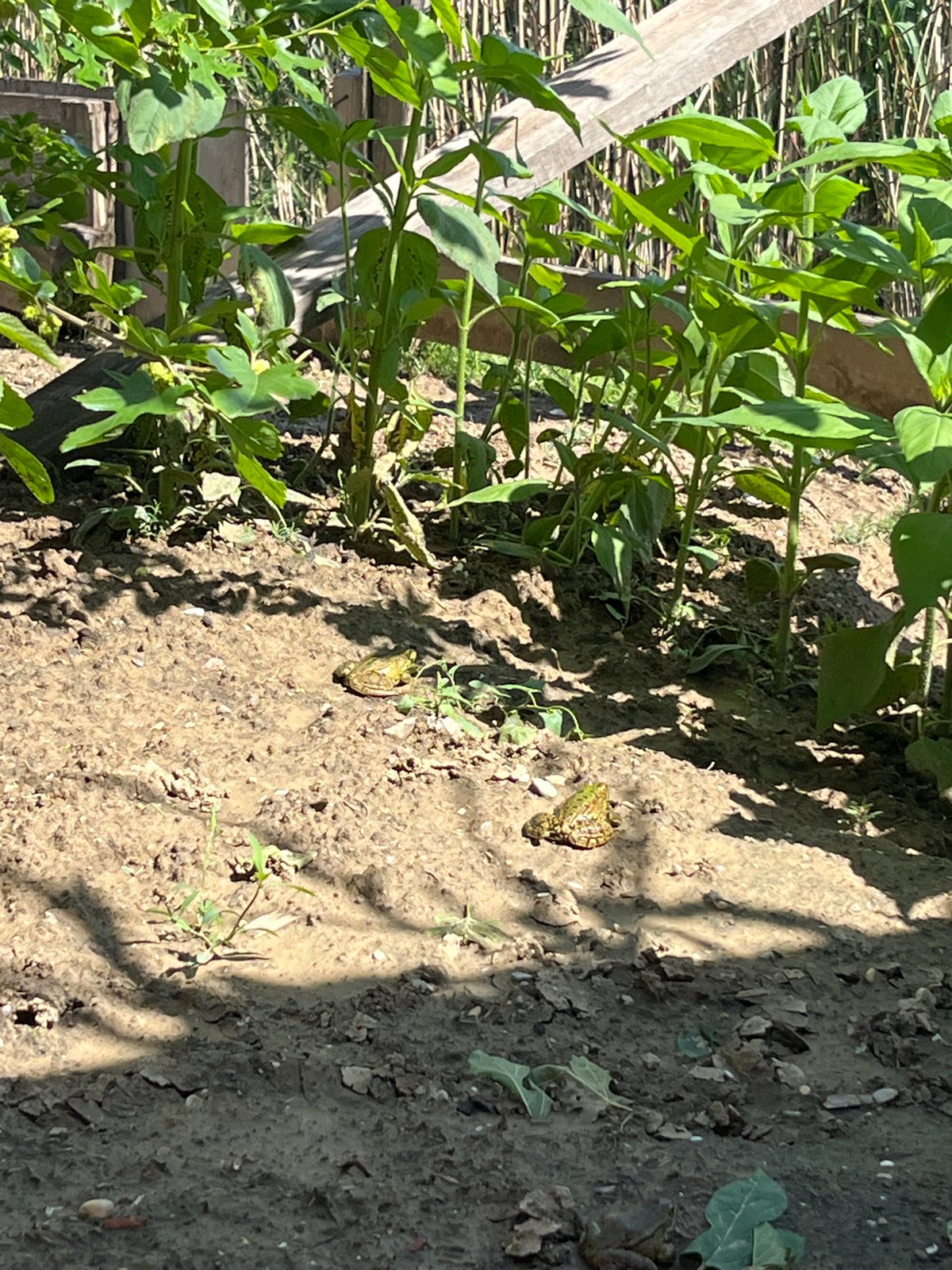 Garden life documented in Kaspiysk: grapes, toads, bird nest