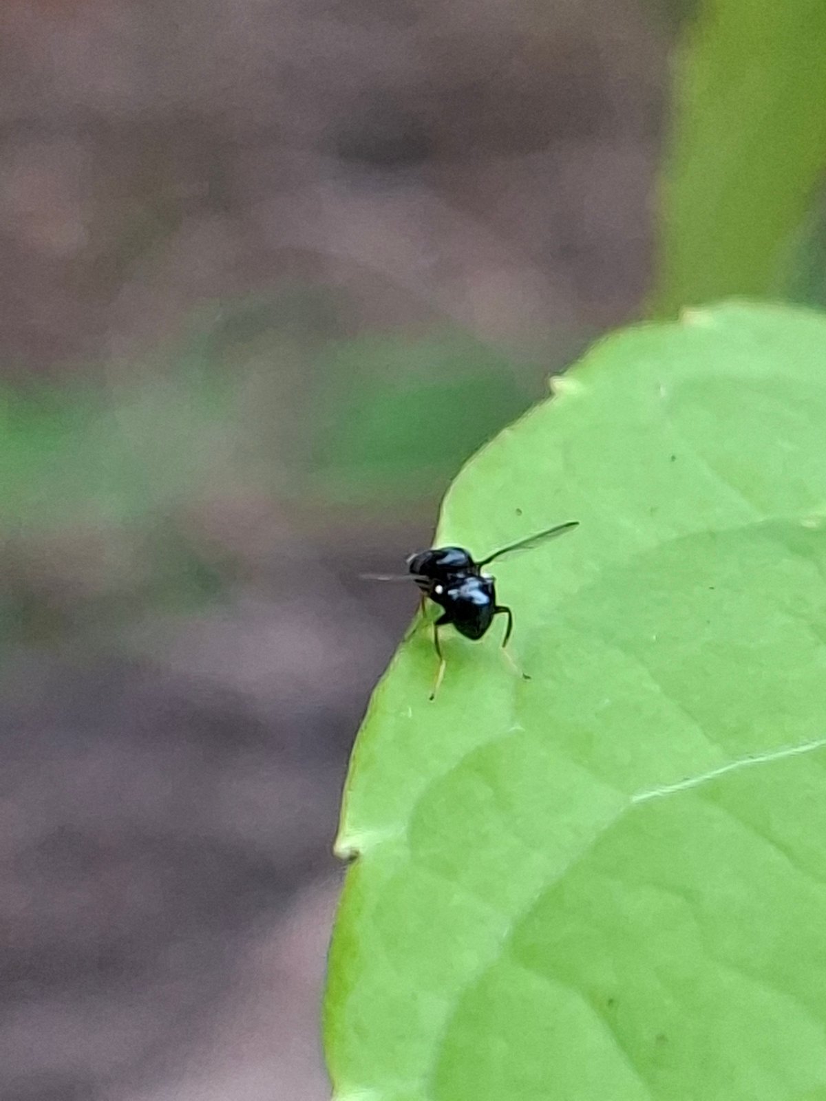 Nature documentation captures insects, plants, livestock in Lhokseumawe