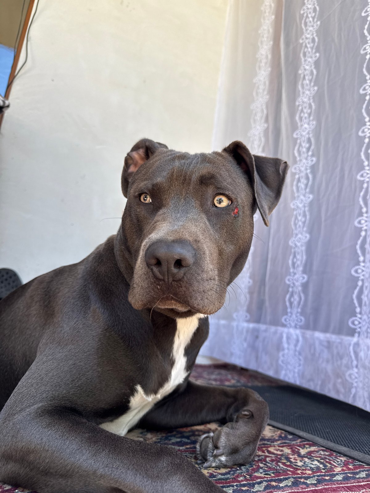 Pit bull dogs at home and outdoors in Zornitsa, Bulgaria