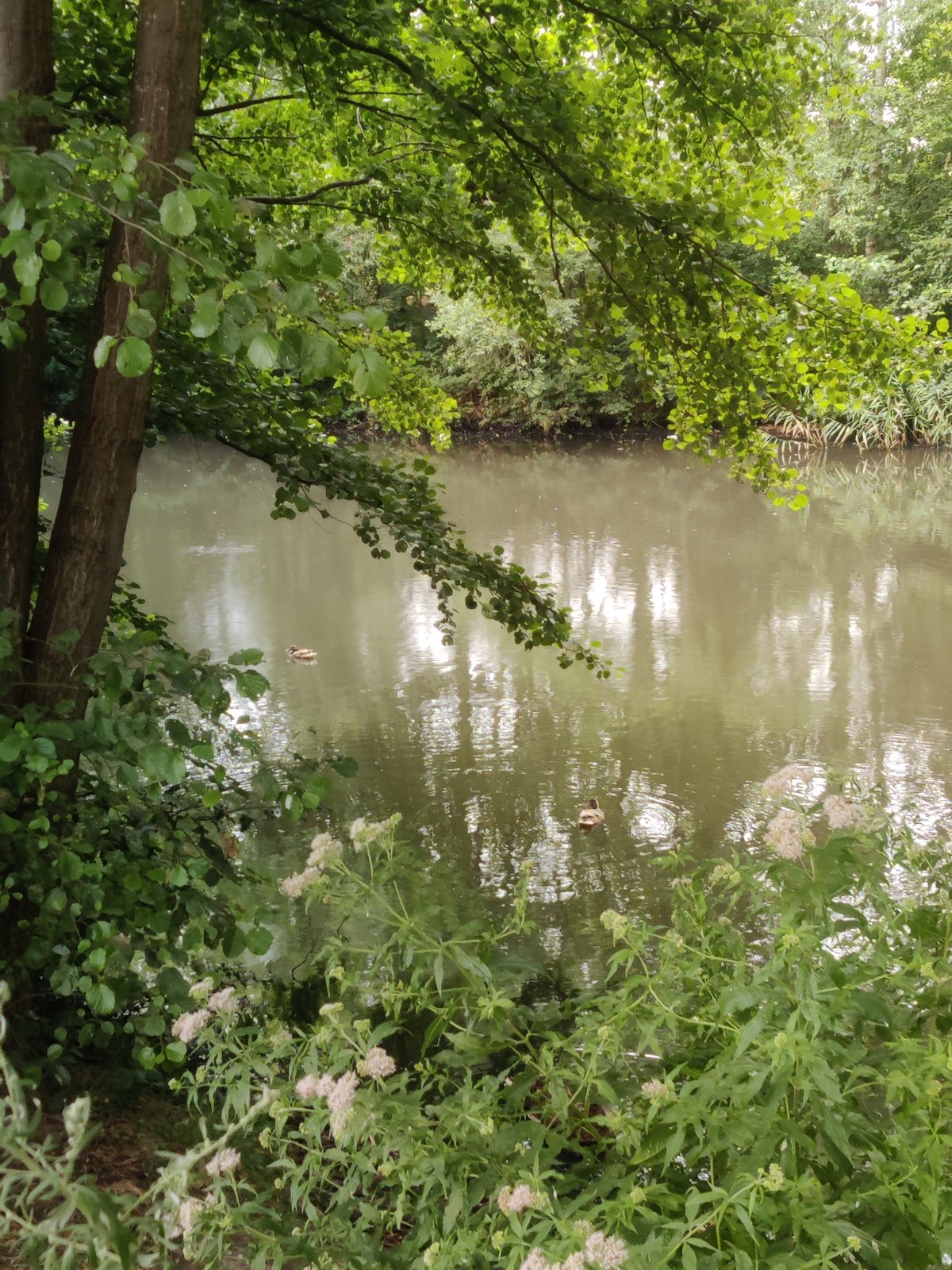 Winterswijk's canals and wild margins on a summer morning