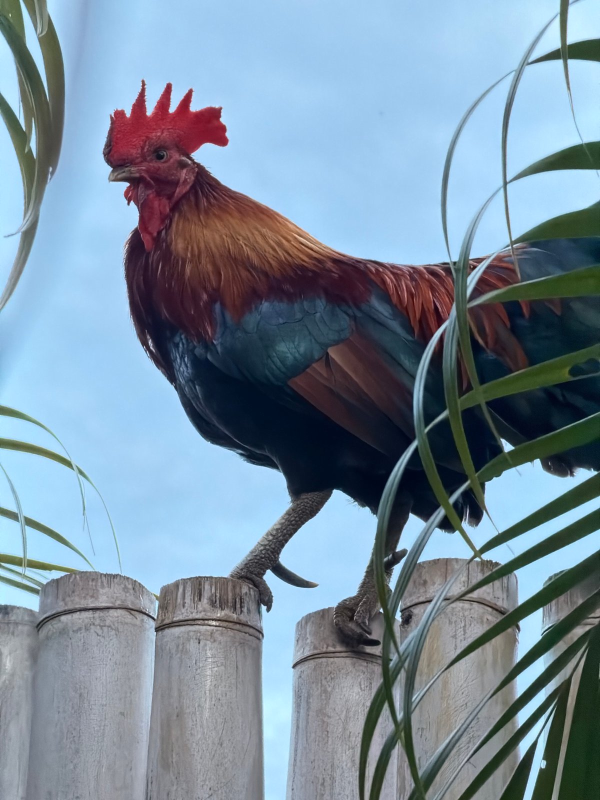 Roosters, palms, and backyard life on Ko Samui