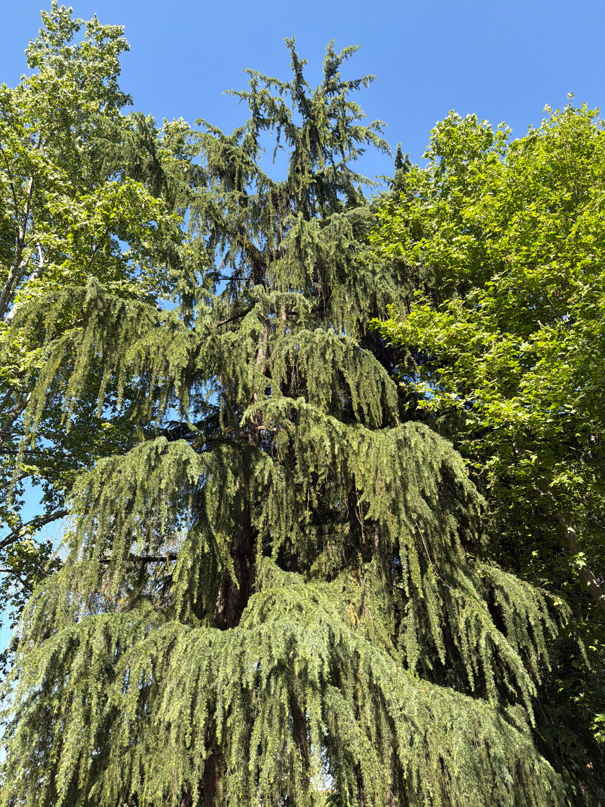 Clear skies frame tree canopies in Milan afternoon view