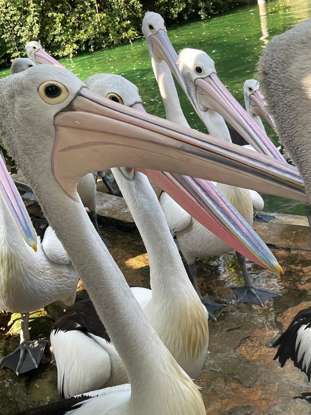 Pelicans at Ragunan Wildlife Park, South Jakarta