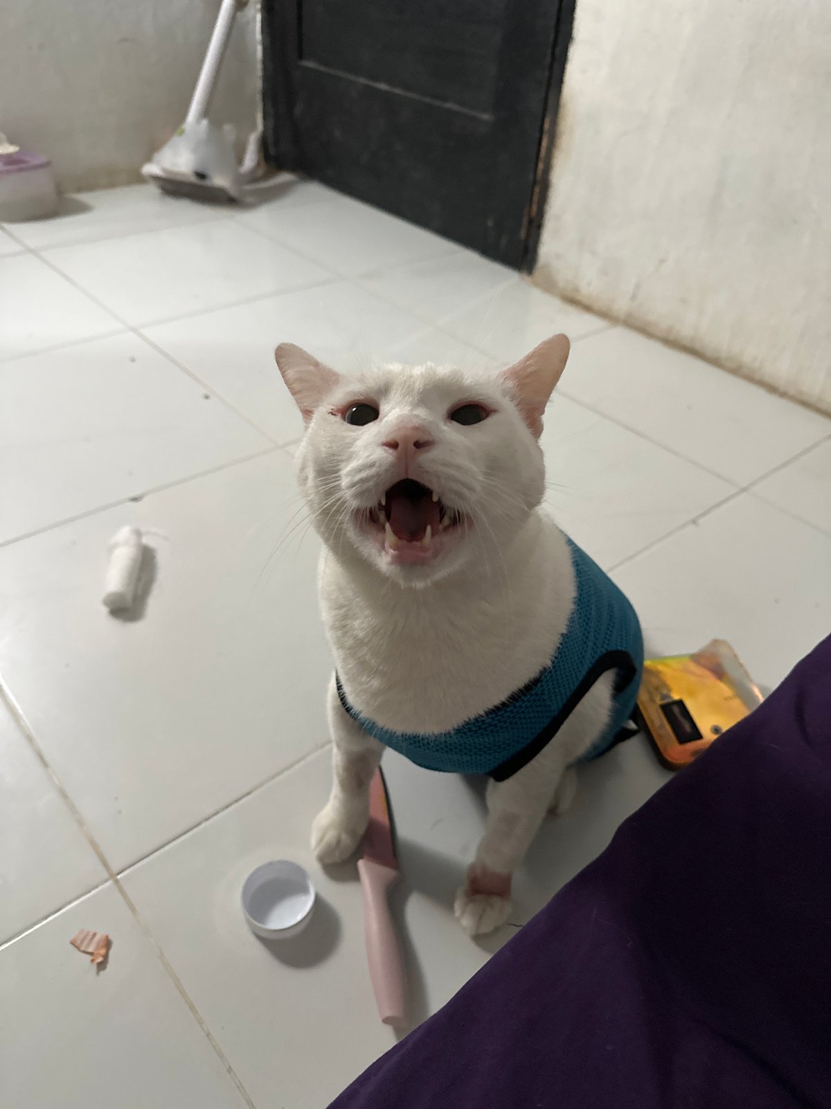 White cat in blue vest captured in North Jakarta home