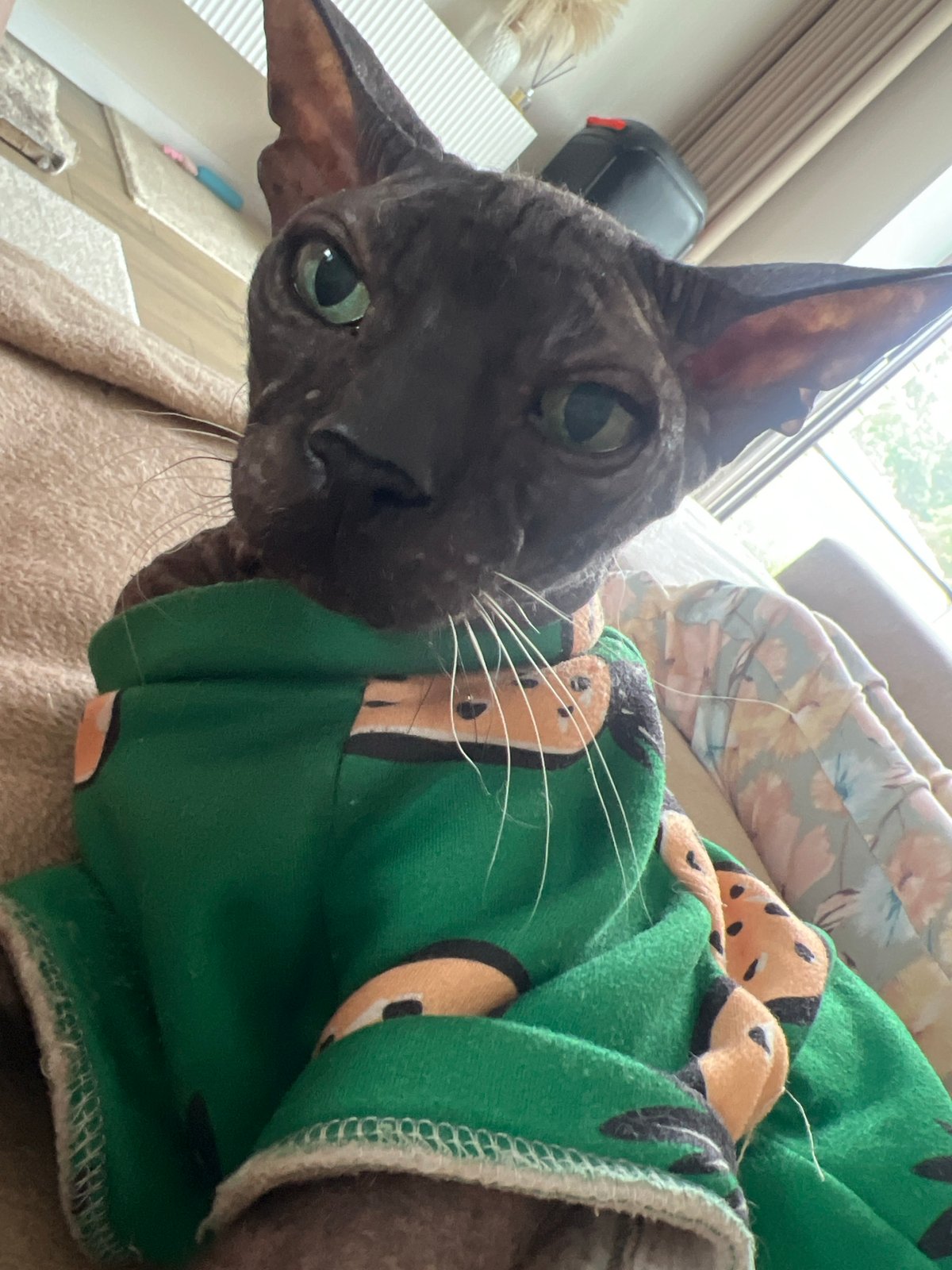 Sphynx and Scottish Fold cats at home in Votkinsk