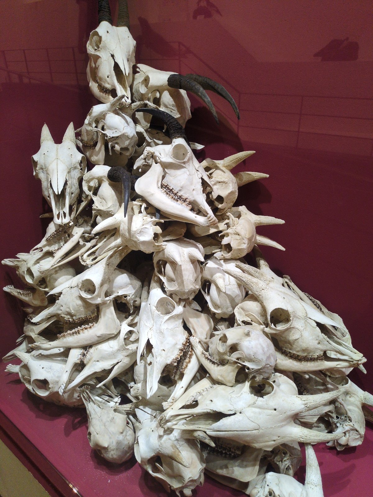 Museum visitor documents natural history exhibits in Daejeon