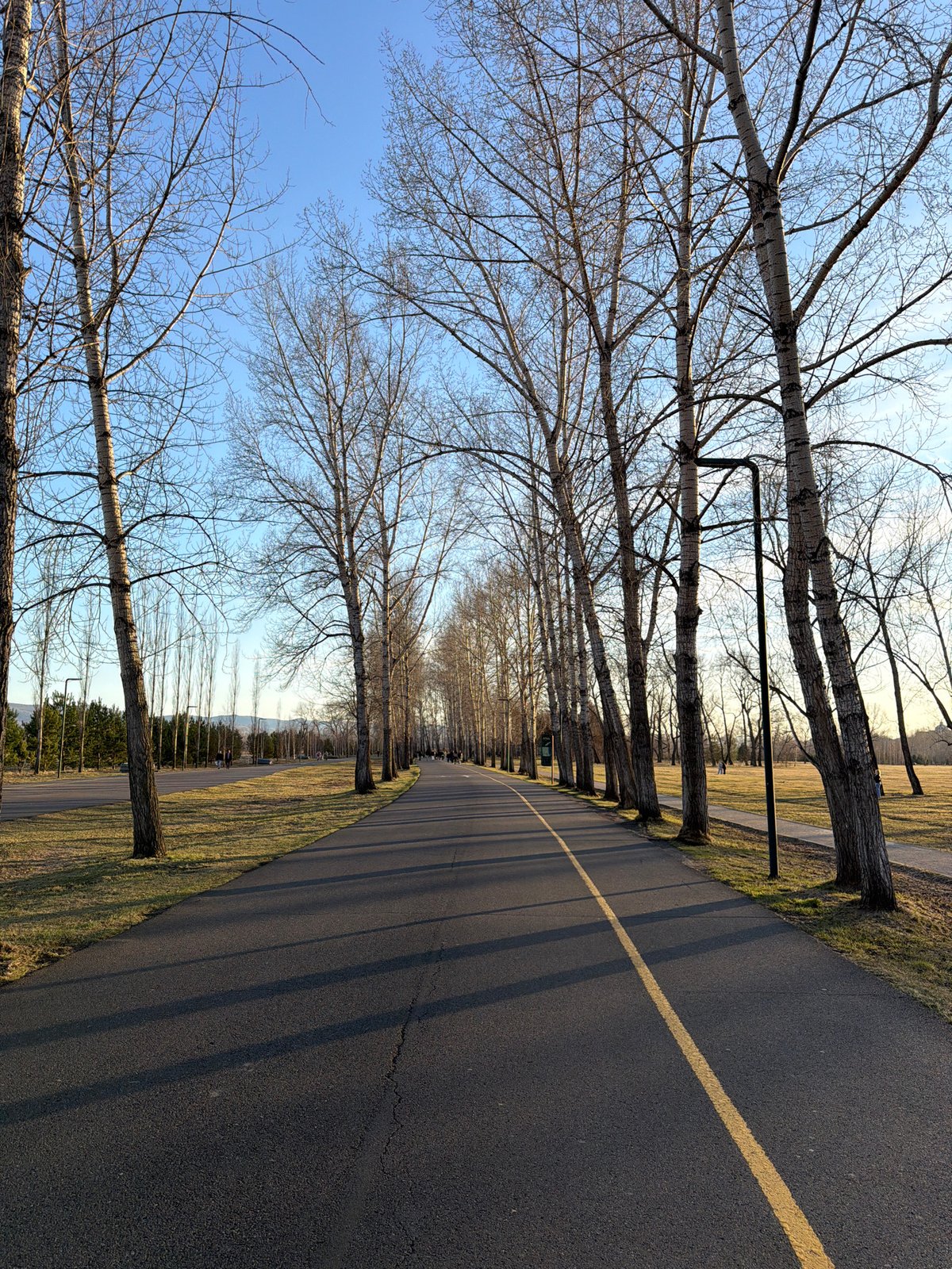 Curved road with bare trees documented in Krasnoyarsk