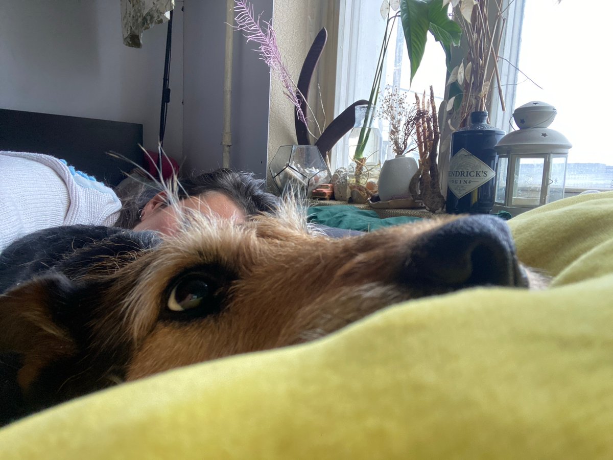 Dog peers from yellow cloth near Moscow window