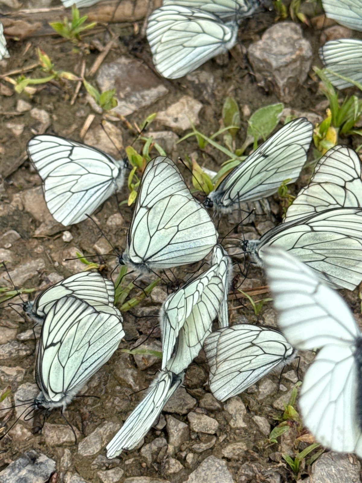 White butterflies congregate on muddy ground in Bulgarian village