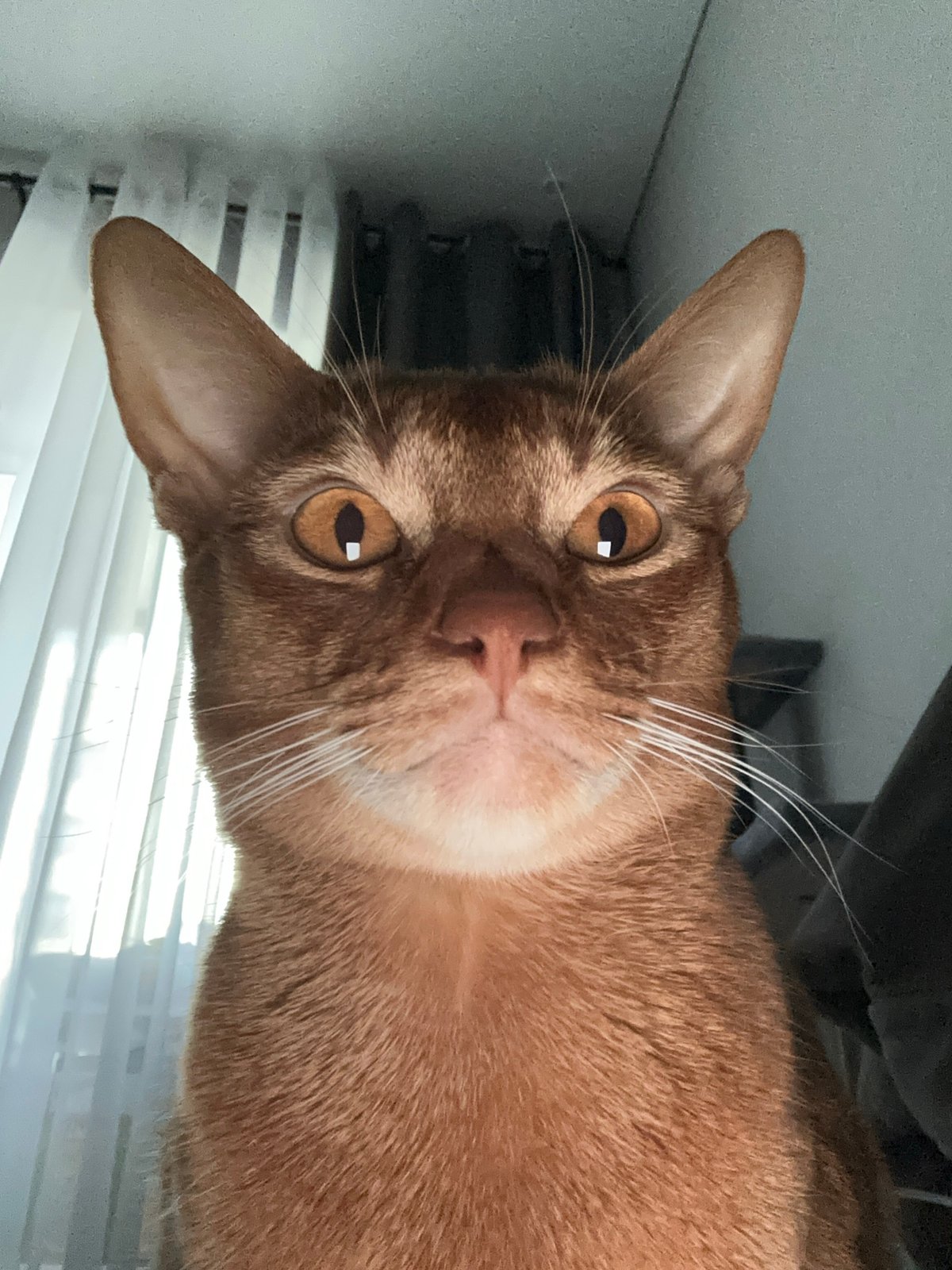 Orange cat spotted in morning domestic scenes across Kazan