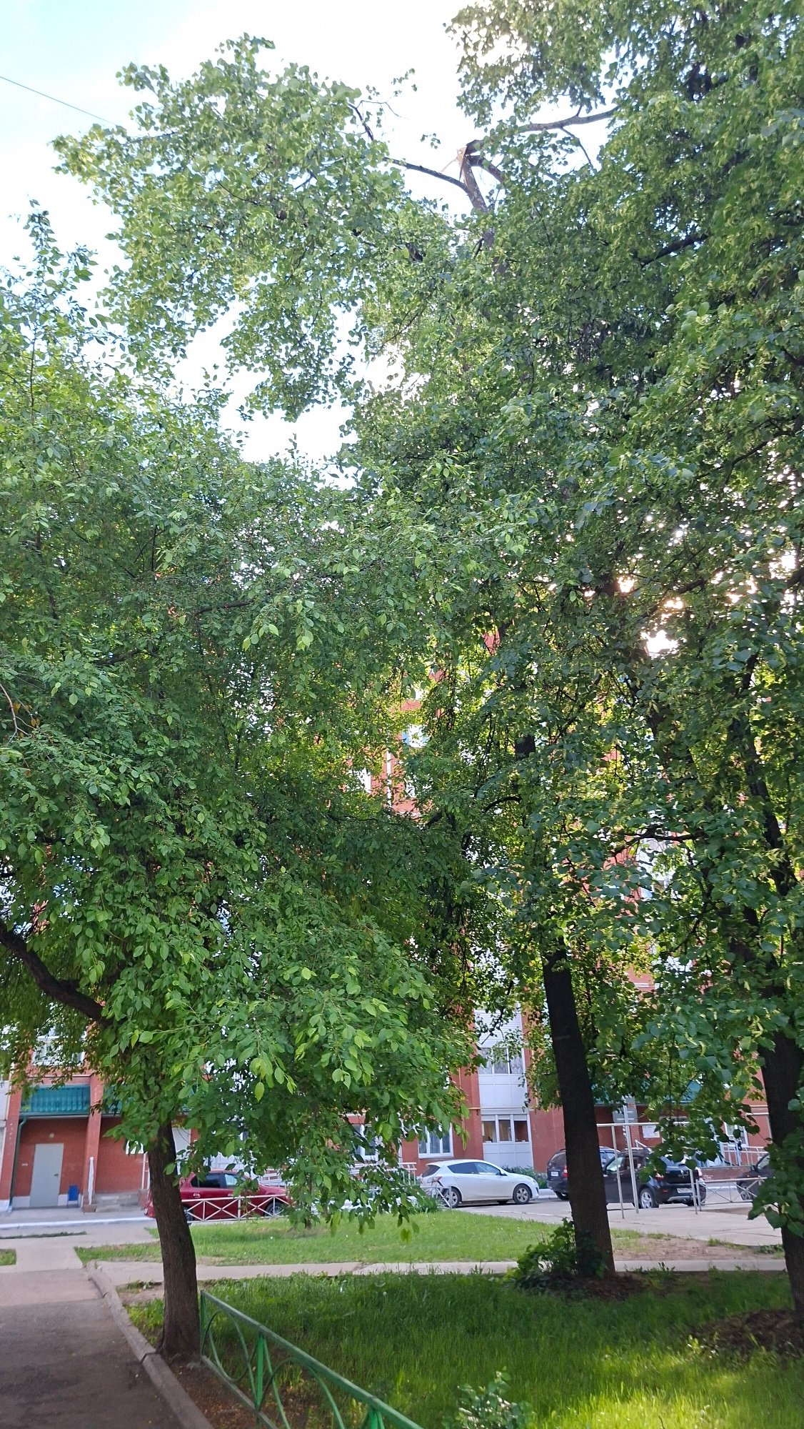 Daily life moments documented across Chaikovsky, Russia summer afternoon