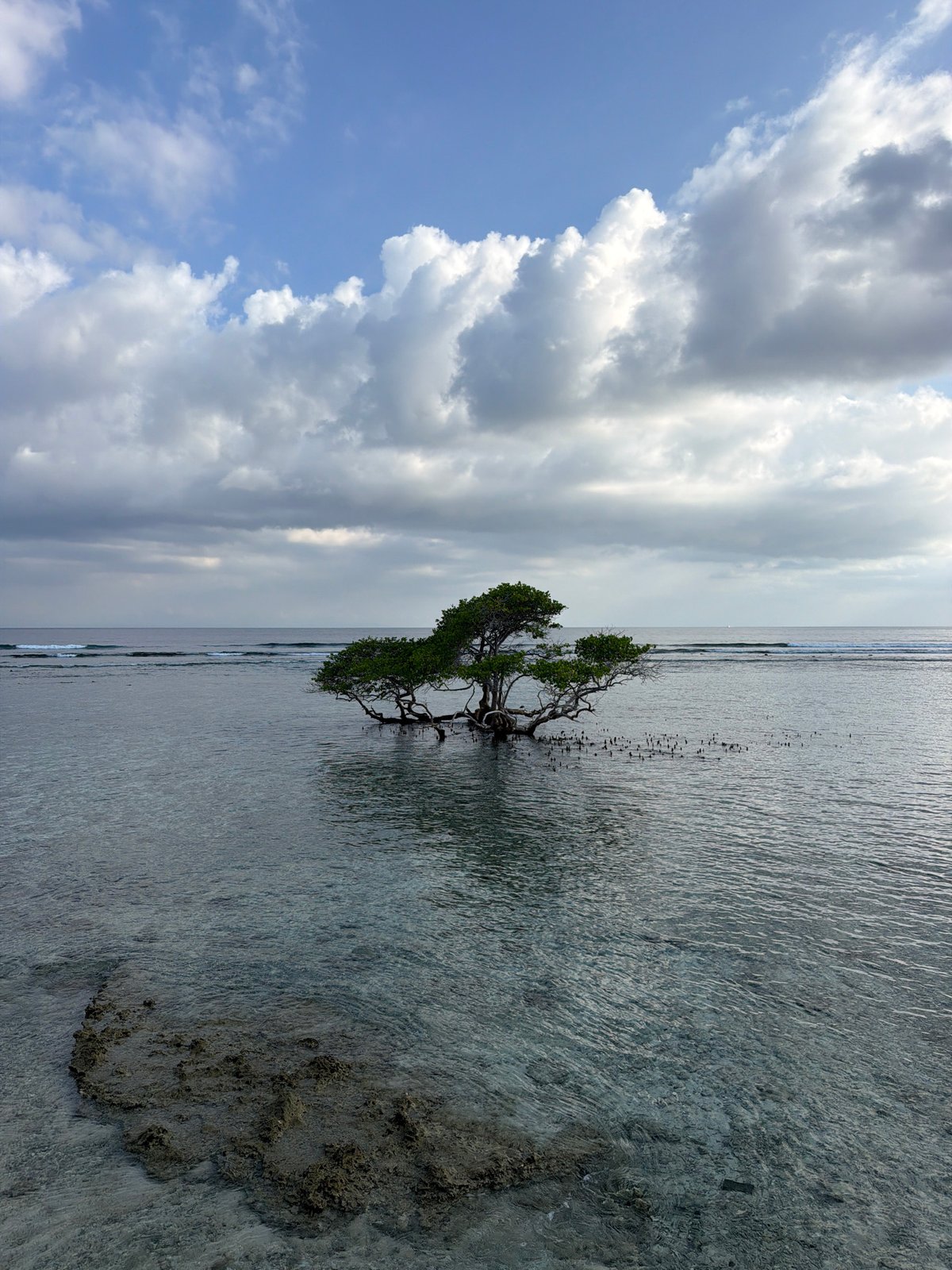 Lone tree stands in shallow Indonesian waters