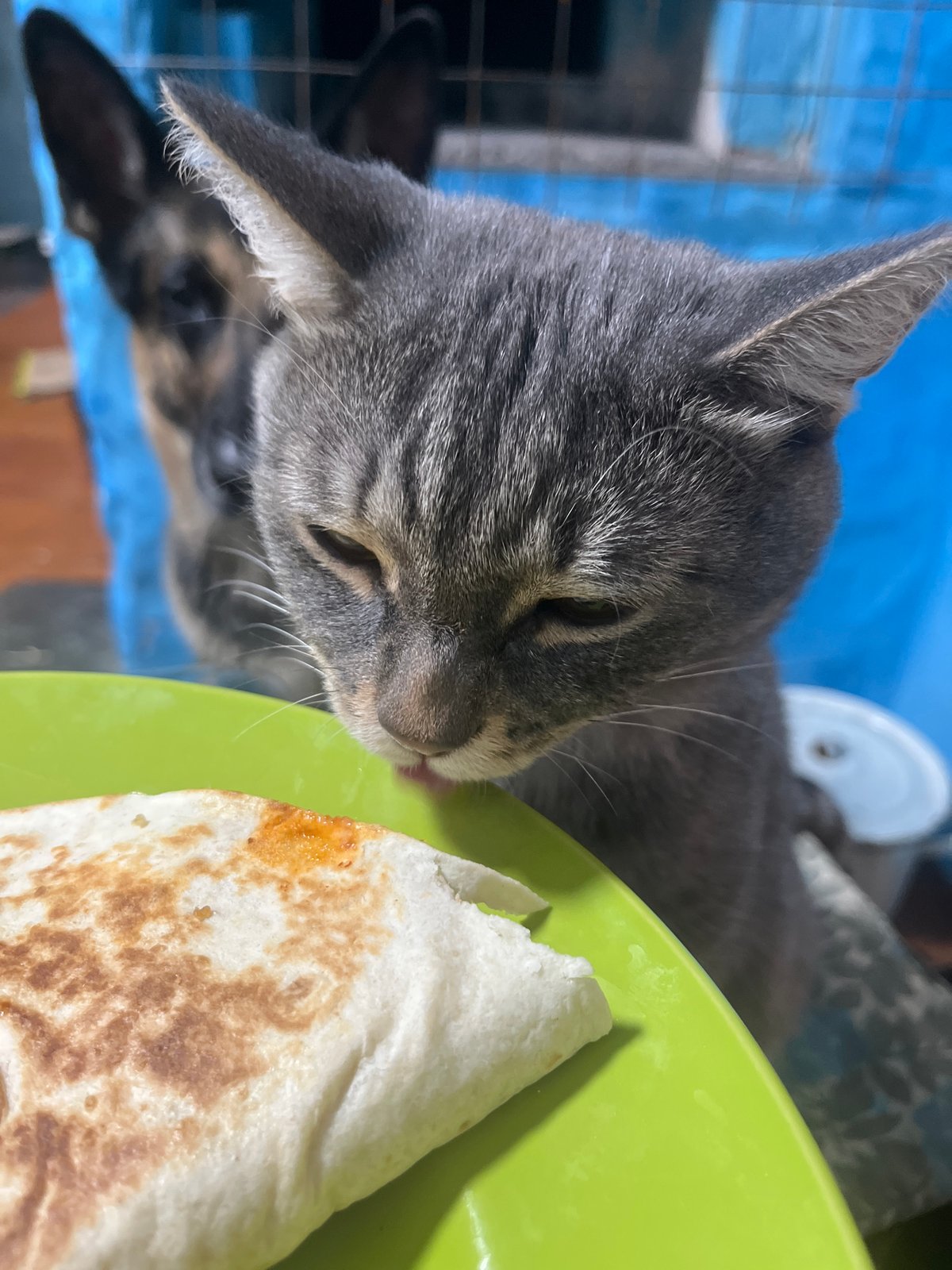 Pet owner documents cat and dog at home