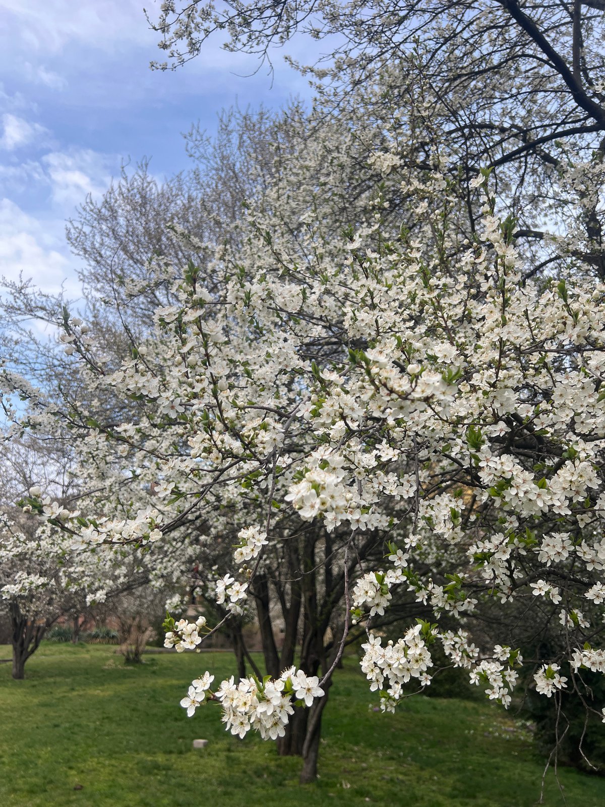 Spring blossoms documented across Sofia during afternoon hours