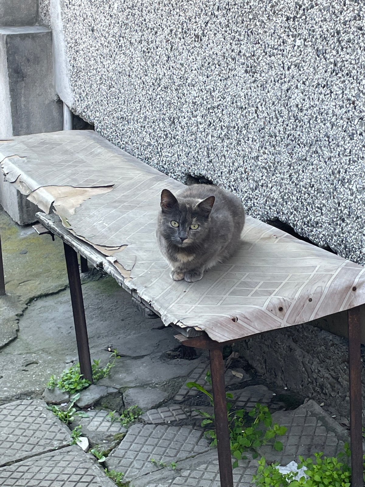 Morning observations capture cat and flag-lined street in Veliko Tarnovo