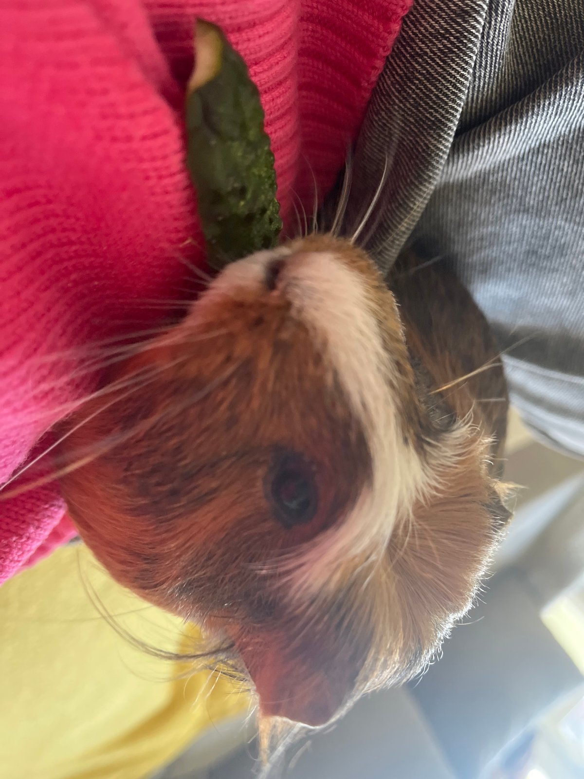 Guinea pig cucumber snack session on a cozy couch