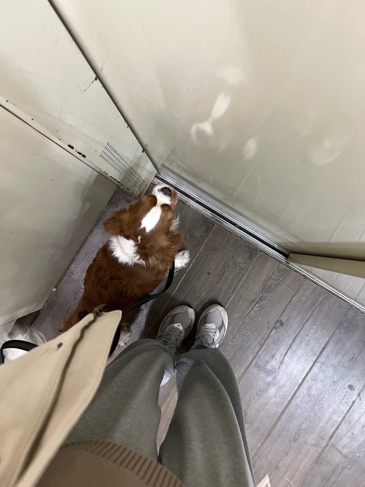Woman takes elevator selfie with Cavalier King Charles Spaniel