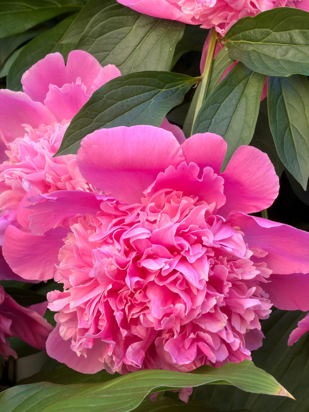 Morning flower photography and urban details in Saint Petersburg