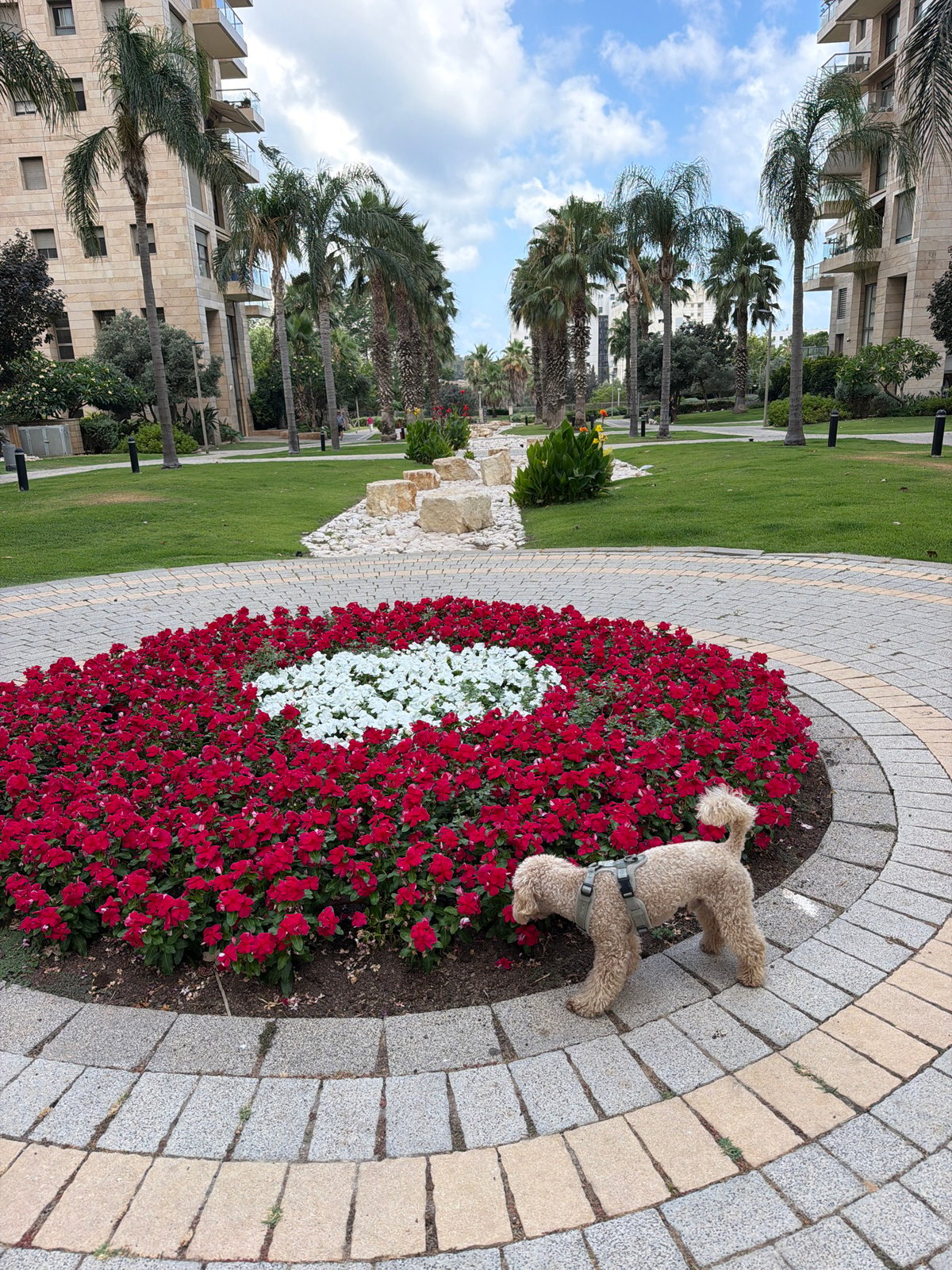 Poodle-mix pauses by a flower garden in Tel Aviv neighborhood
