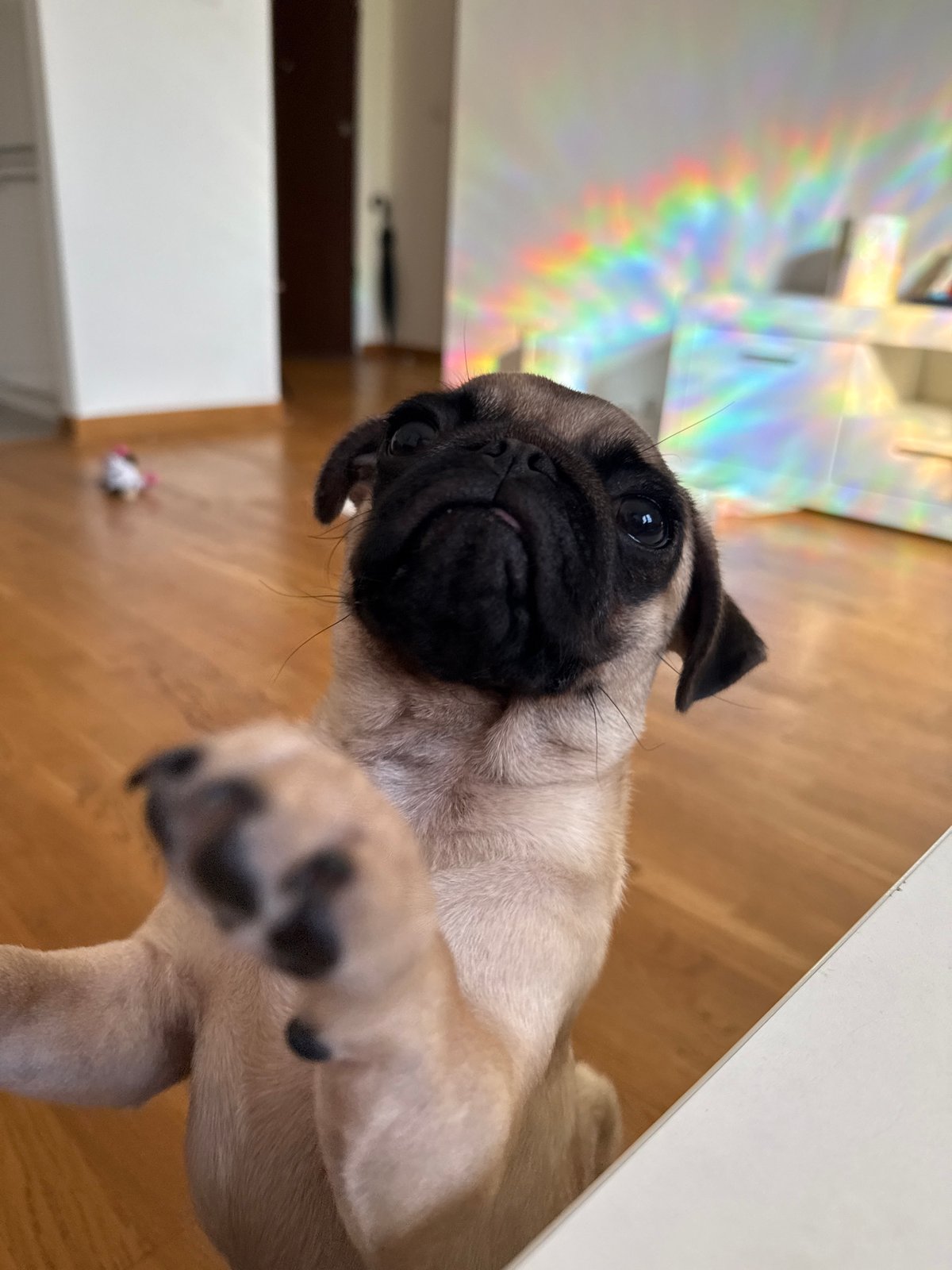 Pugs lounging and playing on couch during afternoon