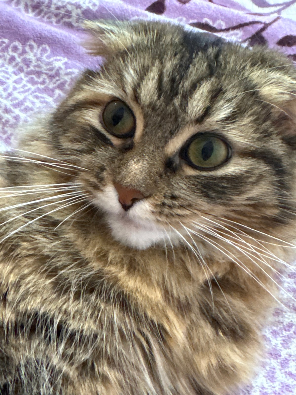 Tabby cat enjoys petting session on purple blanket in Perm