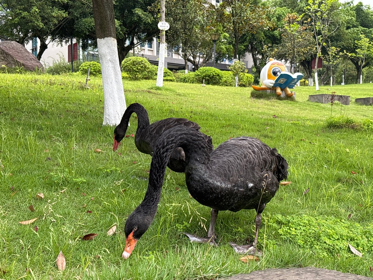 Black swans spotted in Jiangjin park during morning hours