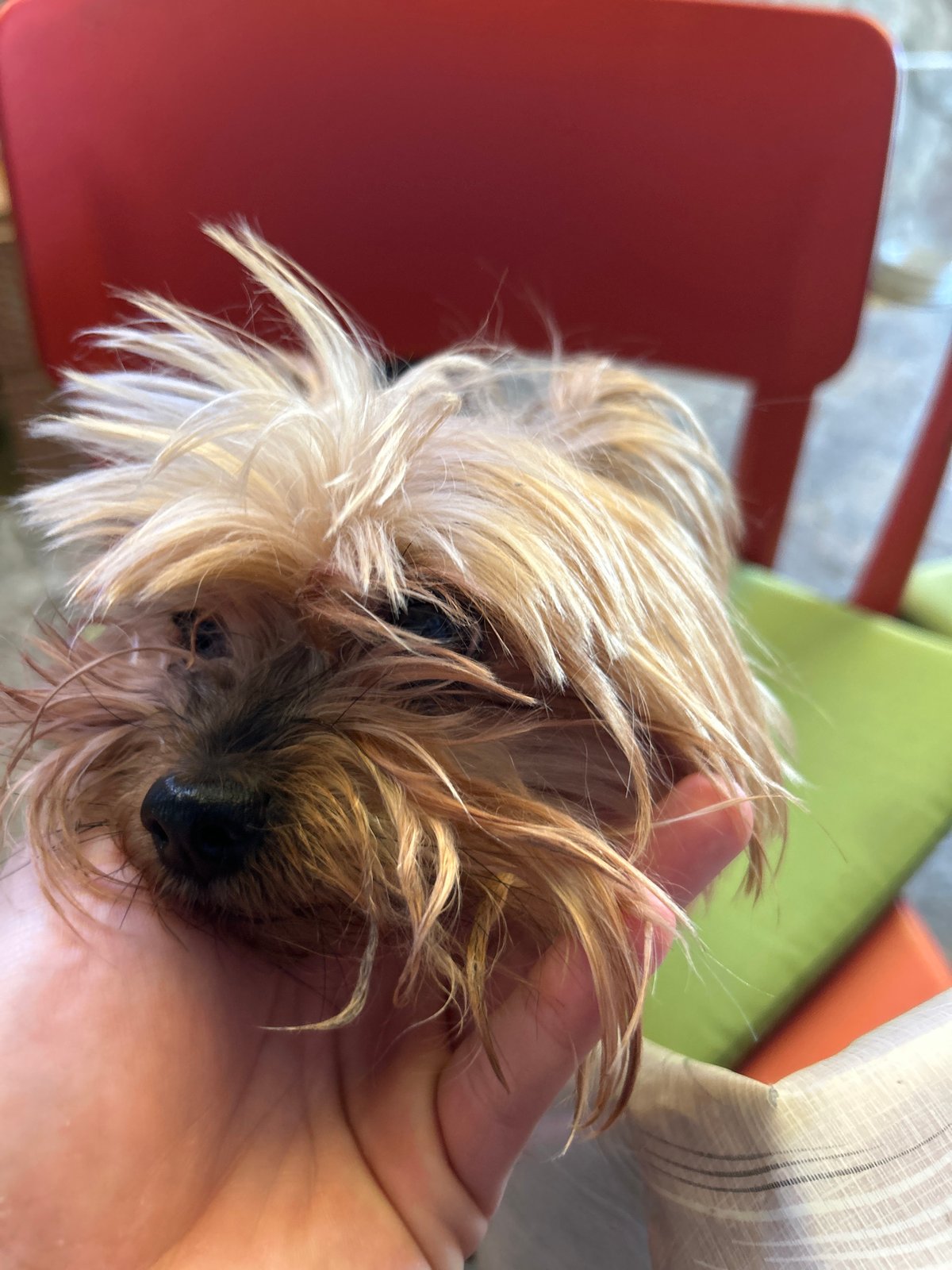 Small Yorkshire Terrier rests peacefully in owner's hands, Bulgaria