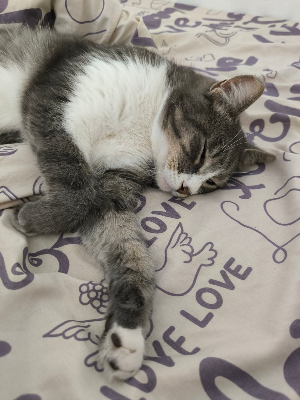 Blue-eyed cat lounges on a patterned duvet, multiple angles