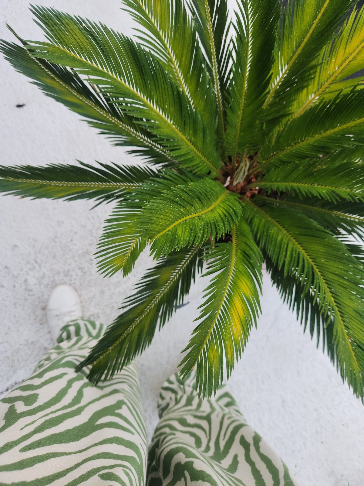Wet cycads and sago palms after rain in Maitland, Florida