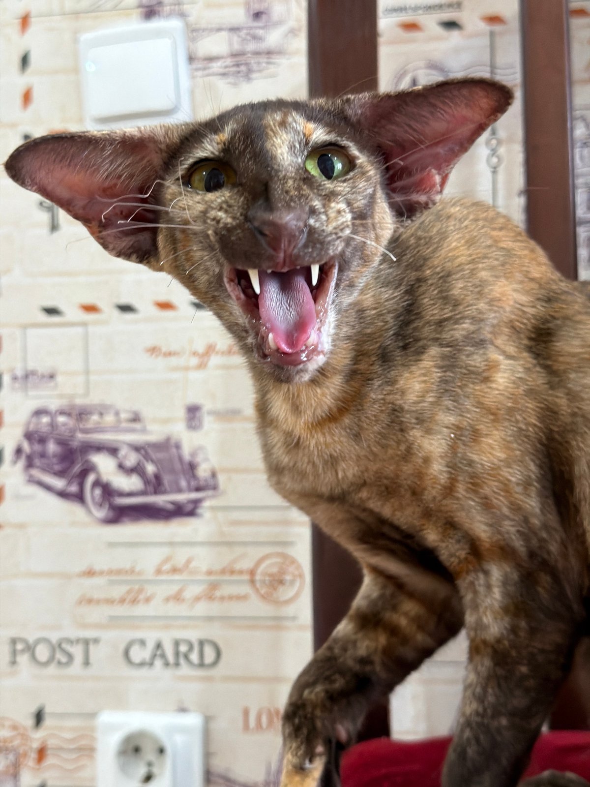 Lazy afternoon at home: cooking, cats, and random finds
