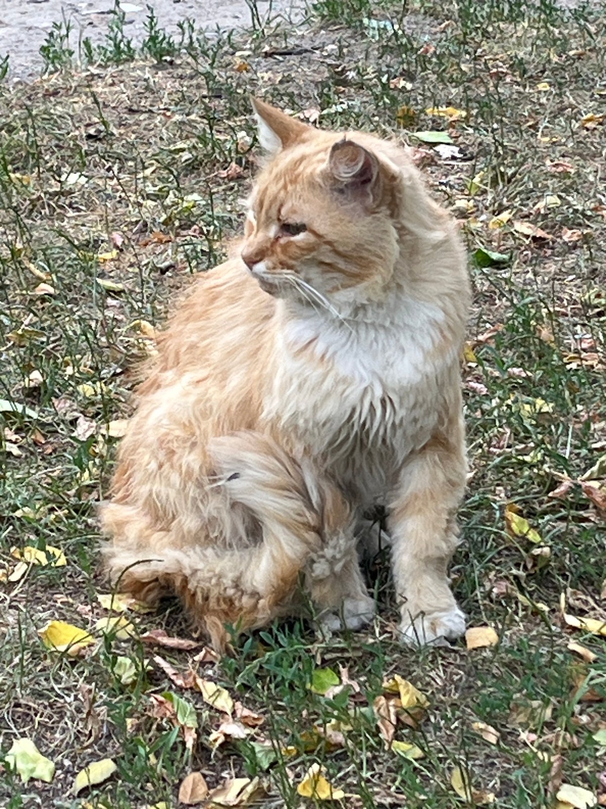 Cats, courtyards, and summer gardens in Brest, Belarus