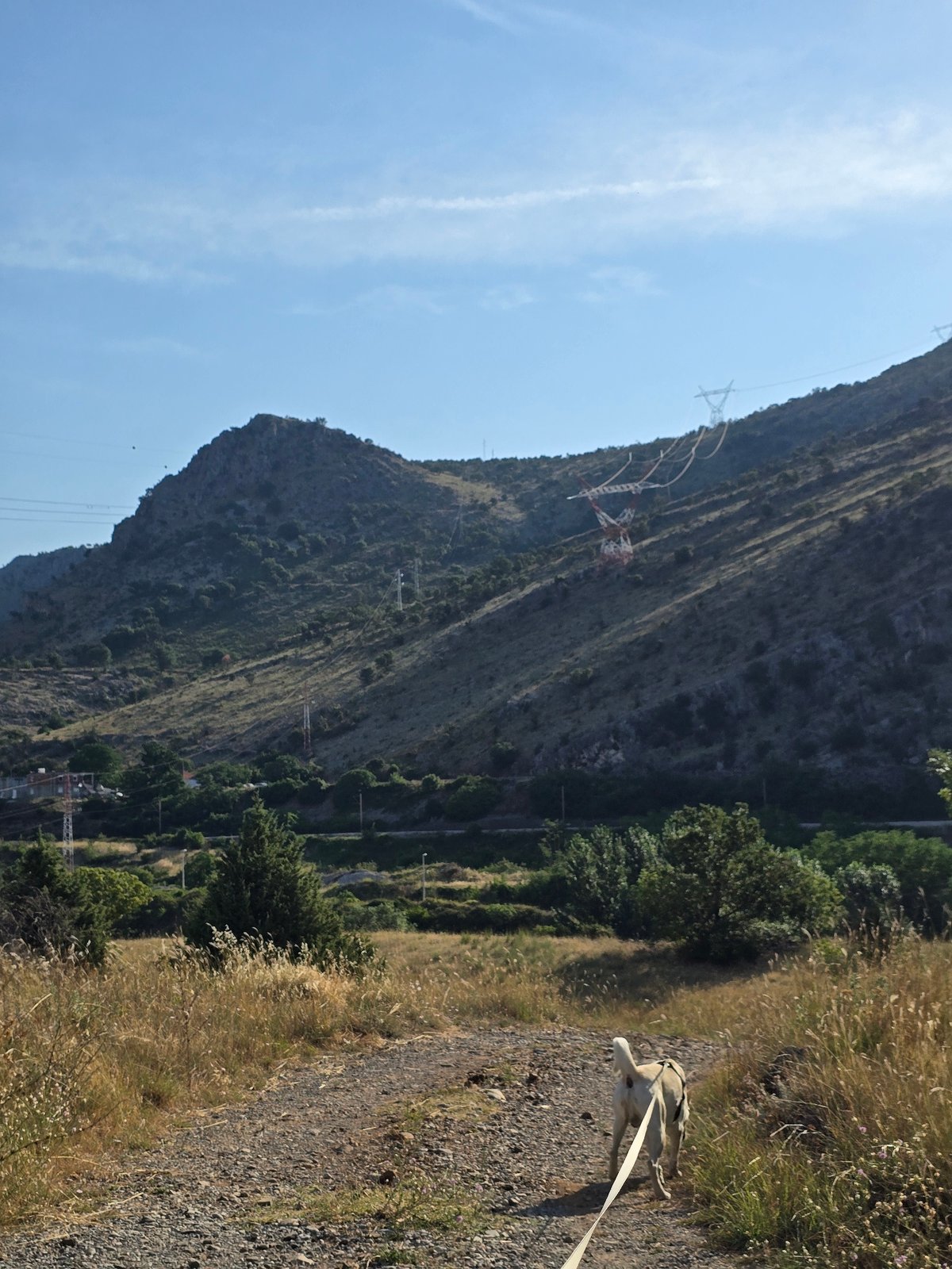 Dog walk through dry grassland near a rocky mountain