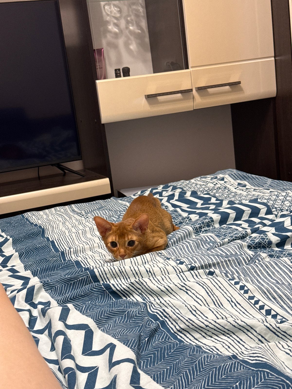 Two cats roam a Stary Oskol apartment on a summer evening