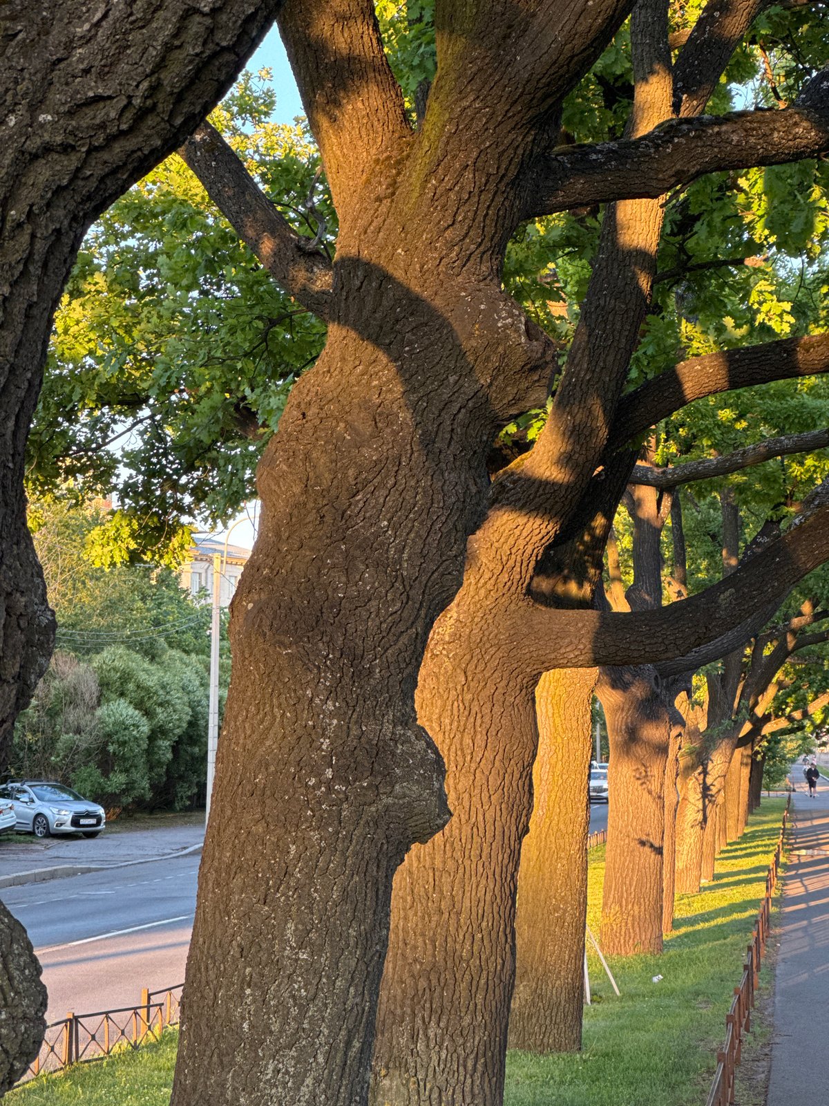 Evening stroll captures Saint Petersburg's golden hour waterways and architecture