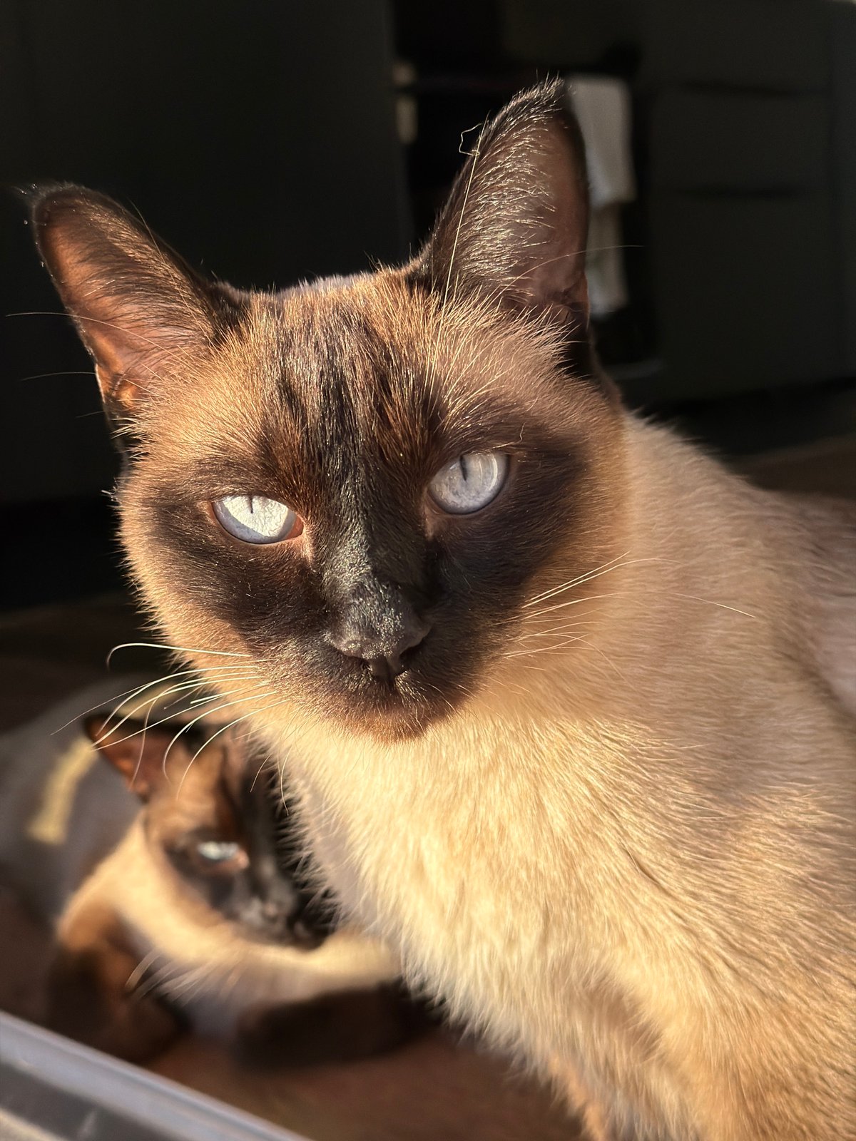 Siamese cats bask in sunlight at Russian park location